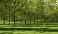 Poplar forest Royalty Free Stock Photo