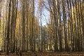 Poplar Forest Royalty Free Stock Photo