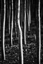 Poplar forest in black and white in El JardÃ­n Royalty Free Stock Photo