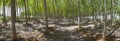 Poplar forest panoramic Royalty Free Stock Photo