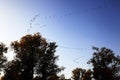 Populus euphratica: the hero tree in the Taklimakan Desert