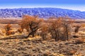 A rare tree of turanga in the desert steppe of Kazakhstan of the national reserve Altyn-Emel Royalty Free Stock Photo