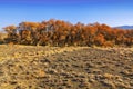 A rare tree of turanga in the desert steppe of Kazakhstan of the national reserve Altyn-Emel