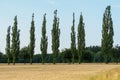 Poplar grove in an agrarian landscape