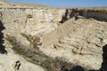 Poplar Grove in Ein Avdat Canyon in Israel