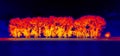 Poplar grove infrared Royalty Free Stock Photo