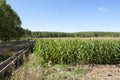 Poplar groves and cornfields Royalty Free Stock Photo