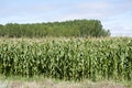 Poplar groves and cornfields Royalty Free Stock Photo