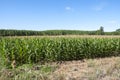 Poplar groves and cornfields Royalty Free Stock Photo