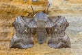 Poplar hawk moth butterfly Royalty Free Stock Photo