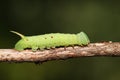 A Poplar Hawk-moth Caterpillar Laothoe populi. Royalty Free Stock Photo