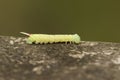 A Poplar Hawk-moth Caterpillar, Laothoe populi, walking along a wooden fence in woodland.