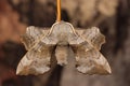 Poplar Hawk-moth close-up Royalty Free Stock Photo