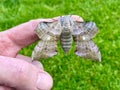 Poplar Hawk Moth Royalty Free Stock Photo