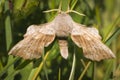 Poplar Hawk-Moth Royalty Free Stock Photo