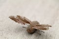 hind side of a poplar hawk moth on a wooden surface Royalty Free Stock Photo