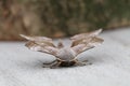 frontal view of a poplar hawk moth on a wooden surface Royalty Free Stock Photo
