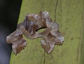 Poplar hawk-moths mating Royalty Free Stock Photo