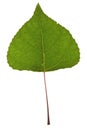 Poplar leaf