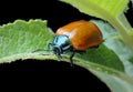 Poplar leaf beetle (Chrysomela populi) Royalty Free Stock Photo