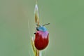 Poplar Leaf Beetle sitting motionless on the grass. Royalty Free Stock Photo