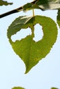 Poplar leaf grazed by a beelte