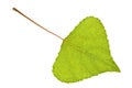 Poplar leaf on isolated