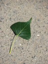 Poplar leaf lying on the asphalt