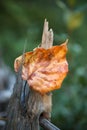 Poplar Leaf - On Deadwood - Life and Death