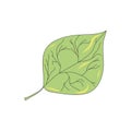 Poplar leaf vector illustration. Idea for picture in frame, ornament, vegetarian and earth themes. Logo, icon, art.