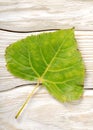 Poplar leaf on a wooden background