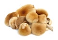 Poplar mushroom Agrocybe aegerita