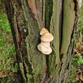poplar mushroom Royalty Free Stock Photo