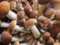 poplar mushrooms aka velvet pioppini mushroom food