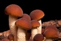 Poplar Mushrooms Closeup (Pholiota Aegerita)