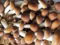 poplar mushrooms aka velvet pioppini mushroom food