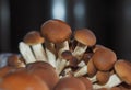 poplar mushrooms aka velvet pioppini mushroom food