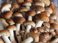 poplar mushrooms aka velvet pioppini mushroom food