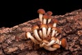 Poplar Mushrooms (Pholiota Aegerita)