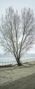 Poplar on the pier, Togliatti stands out against the white snowy winter sky and mountains. Winter landscape Royalty Free Stock Photo