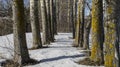 Poplar planting thawed from the snow