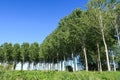 Poplar poplars trees cultivation Po Valley vision