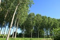 Poplar poplars trees cultivation Po Valley vision