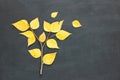 Poplar populus, cottonwood tree made from branch and yellow falling leaves on chalkkboard background. Autumn concept. Flat lay.