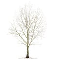 Poplar Populus L. without foliage, in the winter, on a white background