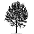 Poplar Populus L. silhouette with foliage on a white background