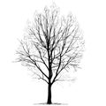 Poplar Populus L. silhouette without foliage, in the winter, on a white background