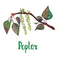 Poplar Populus nigra branch with green leaves and seeds, hand painted watercolor illustration with inscription isolated