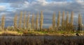 Poplar Populus trees growing on the river bank. Cottonwood trees in a row in the spring Royalty Free Stock Photo