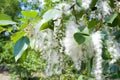 Poplar seed tufts Royalty Free Stock Photo